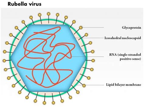 0614 Rubella Virus Medical Images For Powerpoint | PPT Images Gallery | PowerPoint Slide Show ...