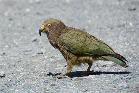 New Zealand parrot stock photo. Image of endemic, grey - 232678360