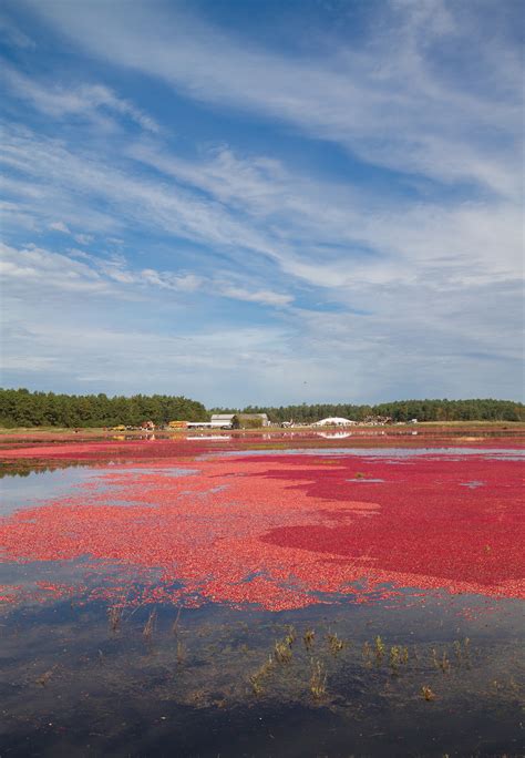 The 2014 Cranberry Harvest Festival in Massachusetts Is This Weekend – Boston Magazine