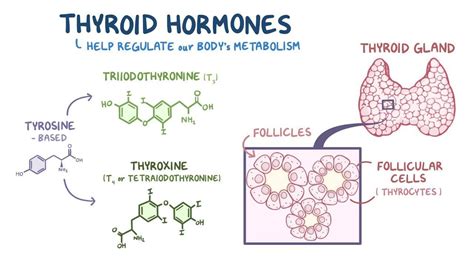 Thyroid hormone - Osmosis