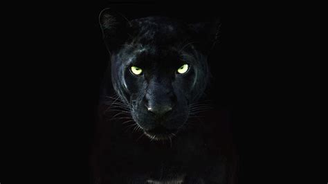 Black Royalty Photos - The Real Black Panther