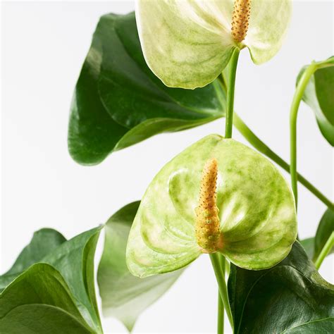 Anthurium Plant