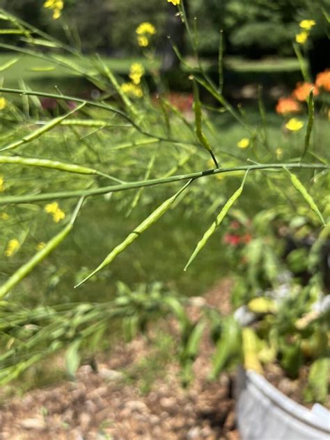 How to Save Mustard Green Seeds (To Plant Next Year) - Single Girl's DIY