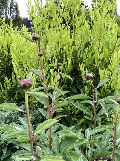 May Flower and Vegetable Garden Tour — Made on 23rd