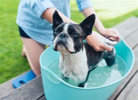 How to Make an Oatmeal Bath for Dogs With Itchy Skin | Oatmeal bath for dogs, Itchy dog skin ...