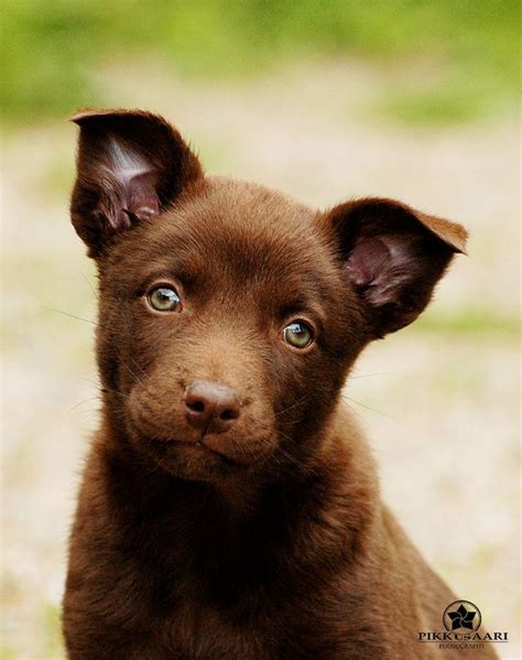 Australian Kelpie Puppy | Australian kelpie dog, Dogs of the world ...