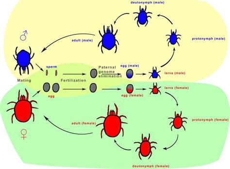 Mite Life Cycle