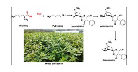 Engineering Tropane Alkaloid Production Based on Metabolic Characterization of Ornithine ...