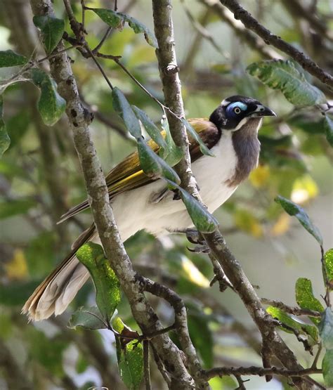 eBird Checklist - 21 Nov 2022 - Myall Lakes National Park--Rainforest Walk - 13 species