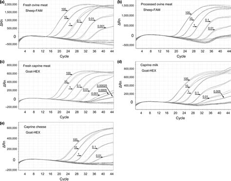 Real‐time PCR amplification plots for the gradient dilution of DNA ...