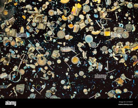 Fossil diatoms photomicrograph hi-res stock photography and images - Alamy