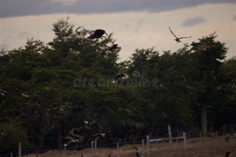 Group of Birds Flying Over the Torres Del Paine National Park, Chile Stock Photo - Image of bird ...