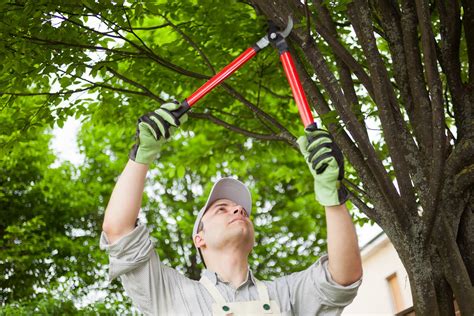 Learn About Our Tree Pruning | Mr. Falls Tree Group