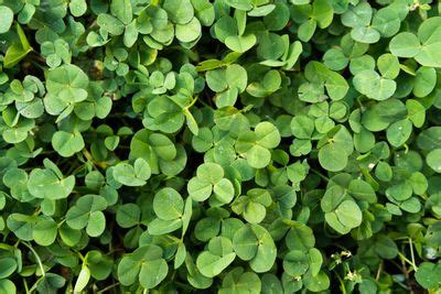 12 Reasons to Plant a Clover Lawn