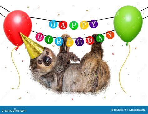 Funny Sloth Hanging from Happy Birthday Banner Stock Photo - Image of looking, decorative: 186124674