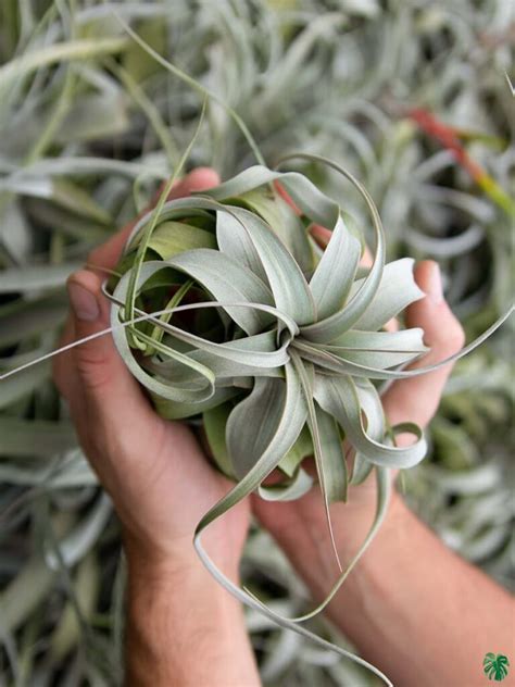 Buy Tillandsia Xerographica Online | Peppyflora®