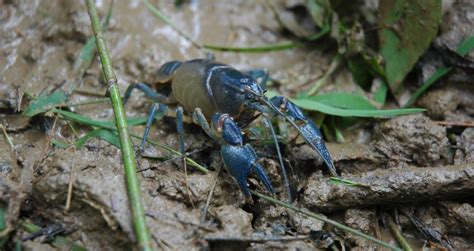 Georgia’s Blue Beauty – Georgia Wildlife Blog