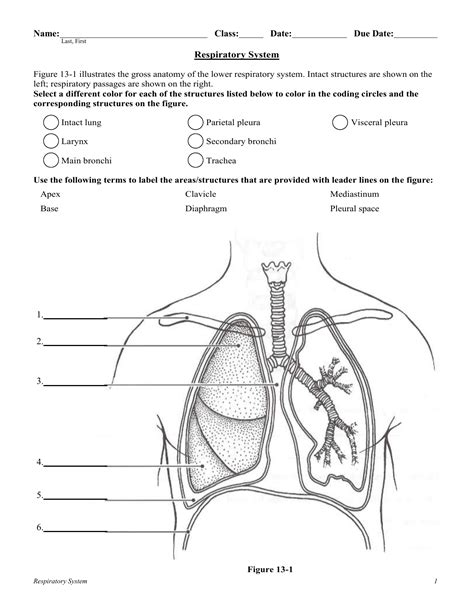 The Respiratory System Worksheet