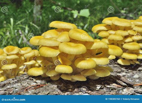 Edible Mushrooms on Tree 11 Stock Photo - Image of grow, background ...