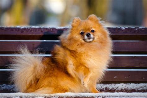 Pomeranian Training for Puppy and Adult Dogs