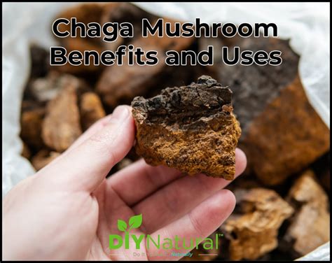 Chaga Mushroom: Benefits and How to Forage and Use Chaga