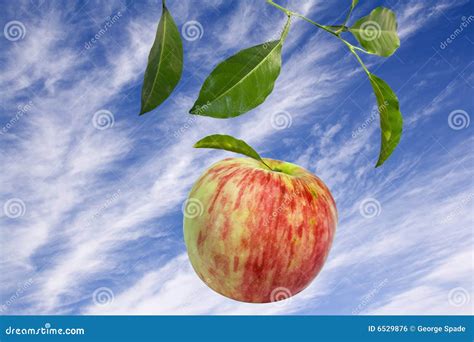 Falling Apple Royalty Free Stock Image - Image: 6529876