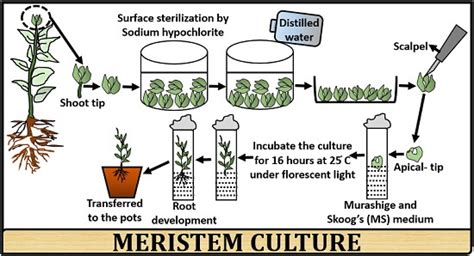 What is Meristem Culture? Definition, Process & Applications - Biology ...