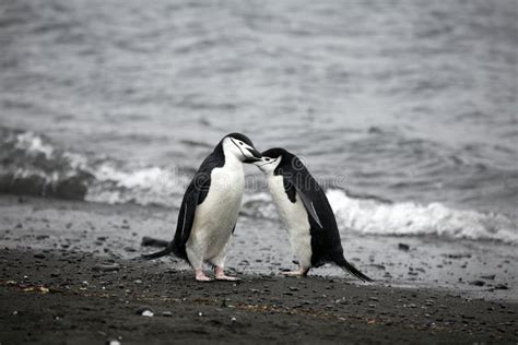 Penguin Couple stock image. Image of pair, ocean, subantarctic - 9153933