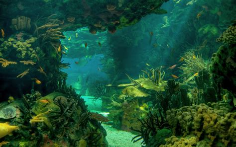 Download Sea Bed Nature Underwater HD Wallpaper