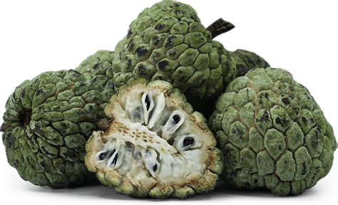 【ベストコレクション】 atis fruit 288999-Atis fruit tree