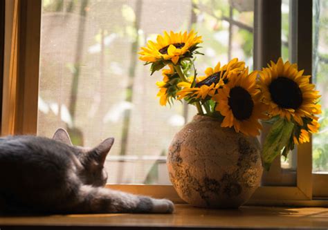 Top Pet-Friendly Flowers and Plants τα Ανθη και τα ζώα - flowers4u