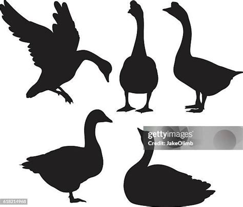 991 Flying Goose Silhouette Stock Photos, High-Res Pictures, and Images ...