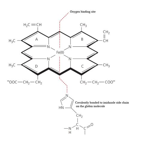 Structure and function of haemoglobin | Deranged Physiology