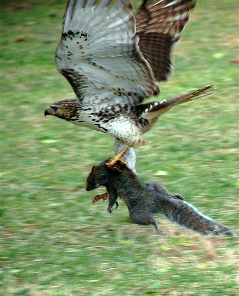 Red-tailed Hawk with Prey | Flickr - Photo Sharing!