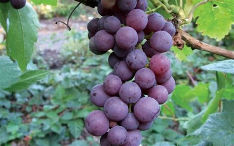 Buy Flame Seedless Grape - Vitis labrusca 'Flame Seedless' - 1 Gallon ...