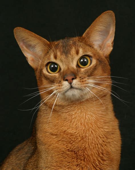 Abyssinian Cat Photography