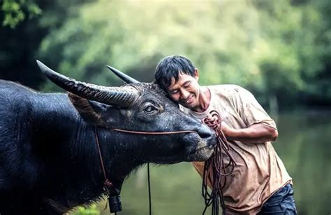 Water Buffalo - Description, Habitat, Image, Diet, and Interesting Facts