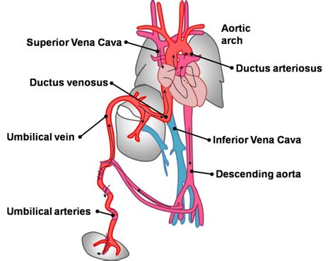 File:Fetal Circulation Pathway.jpg - Embryology