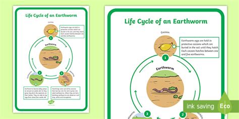 Life Cycle of an Earthworm Poster | Twinkl Display Resource