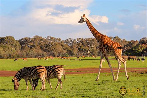 Traveling to Melbourne, Australia. Sightseeing Tour. | LeoSystem.travel