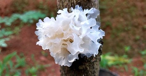 White Fungus: Benefits, Uses, and What to Know