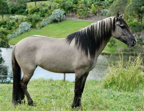 Grulla Horse Facts with Pictures