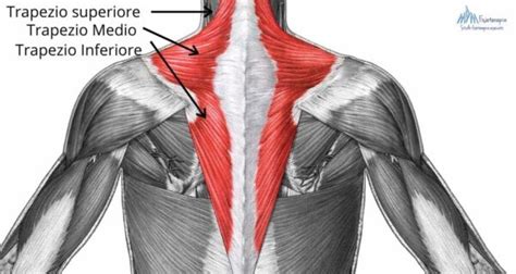 Dolore al Trapezio | Curalo con questi esercizi e segui la guida completa