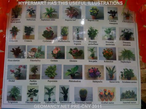 Useful chart with photos & names of common plants - Chinese Culture (General) - FengShui ...