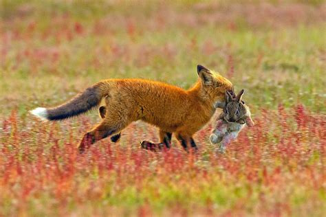 Photographer Captures A Rare Battle Between Fox And Eagle Over Rabbit ...