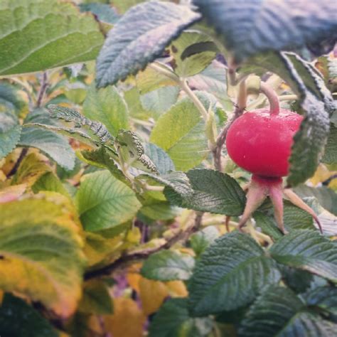 Rosa gallica 'Officinalis', The Apothecary Rose in GardenTags plant ...