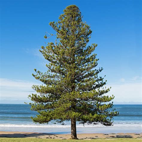 Norfolk Island Pine Trees for Sale– FastGrowingTrees.com