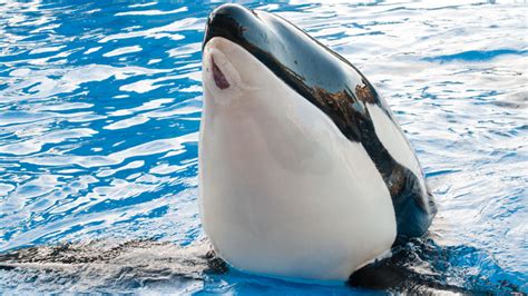 Injured SeaWorld Killer Whale Healing, Performing – NBC 7 San Diego