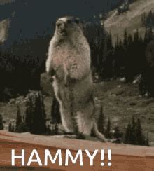 Hammy Rotten GIF - Hammy Rotten Funny - Discover & Share GIFs