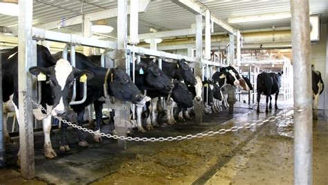 Dairy Cows Exiting Stanchions After Milking. Filmed Inside A Wisconsin Dairy Farm In The Raised ...